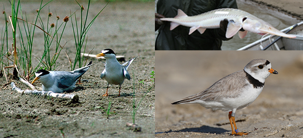 Photo collage of the federally listed species found along the Missouri River: the interior least tern, the pallid sturgeon, and the piping plover