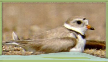 Piping plover photo