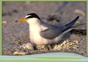 Least tern photo