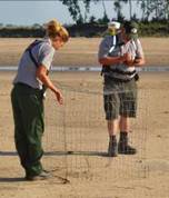 Photo of piping plover cage